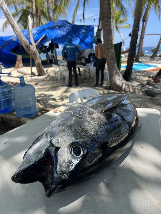 Trophy fishing Panama