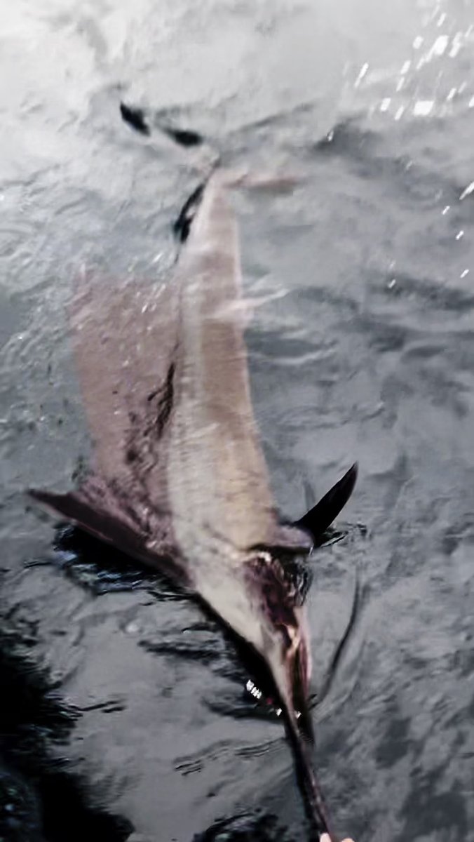 Sailfish Pacific Panama
