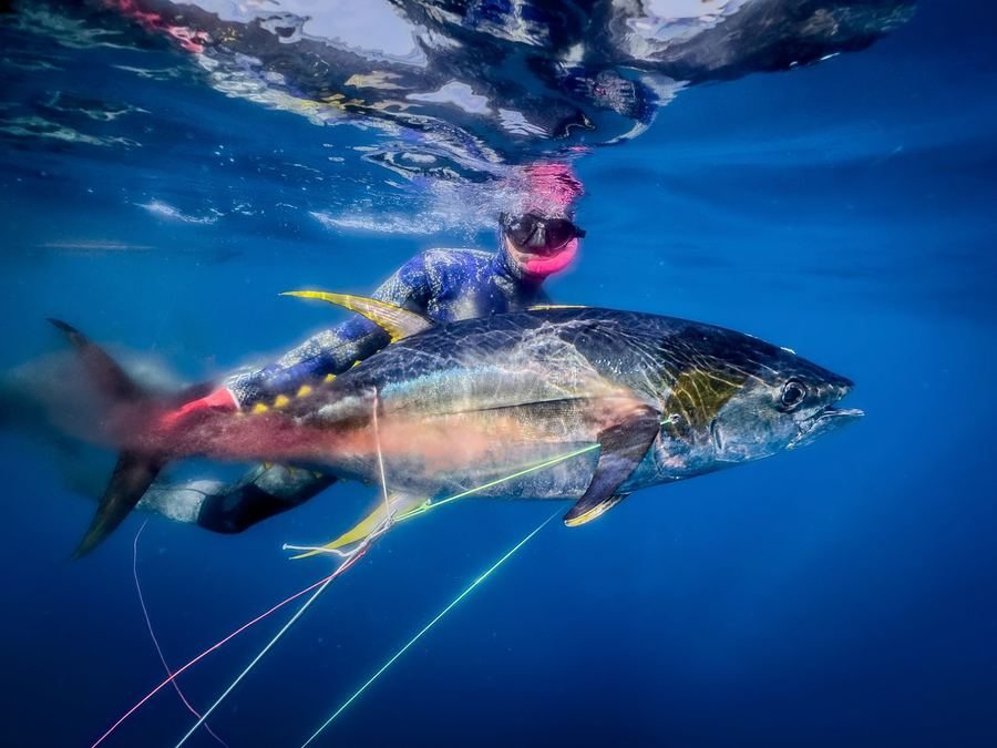 Yellowfin Tuna