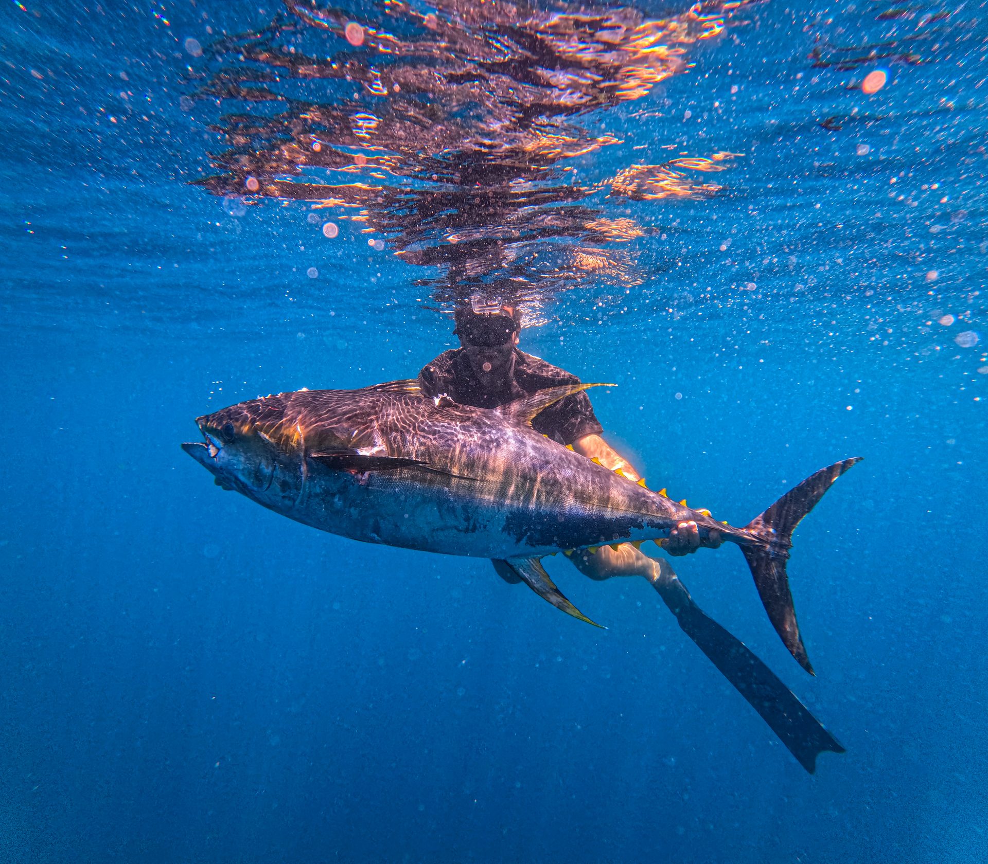 Spearbaby guide underwater with large yellowfin tuna